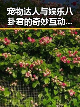 宠物达人与娱乐八卦君的奇妙互动,圈内外都炸了!